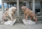 marble animal sculpture with nature stone,,China stone carving Sculpture supplier supplier