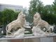 High quality customized marble stone lions statue walking lions sculpture,China stone carving Sculpture supplier supplier